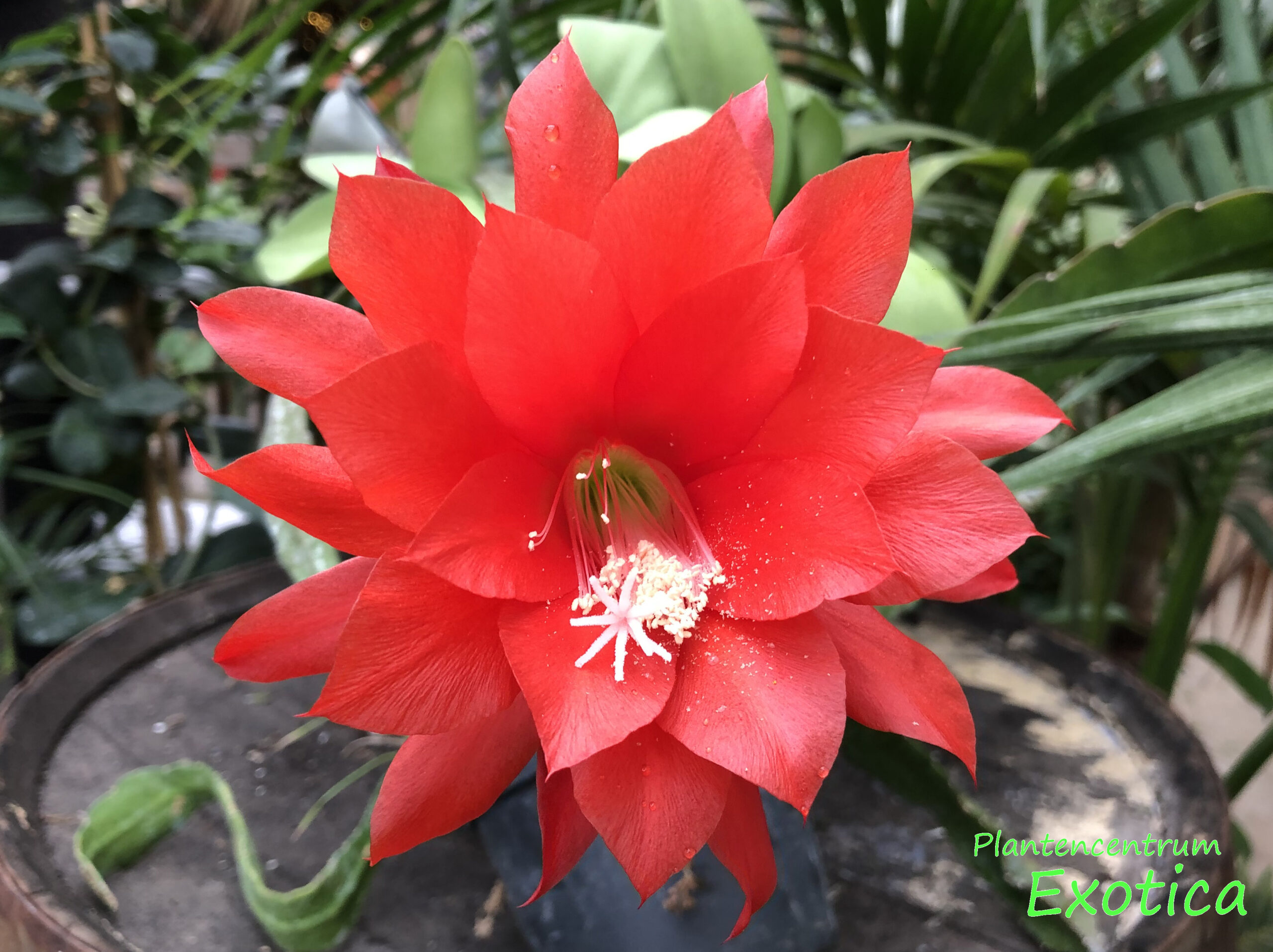 Epiphyllum ackermannii ‘Red Orchid’