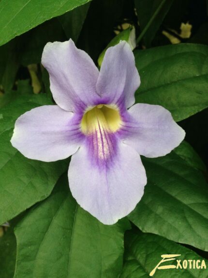 Thunbergia Grandiflora - Bengalische Trompete