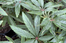 Begonia Luxurians – Palm leaf begonia