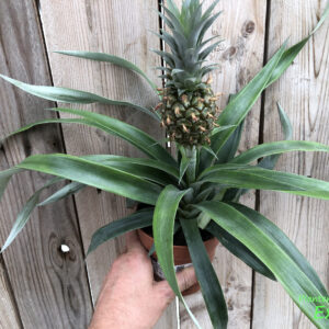 rhaphidophora hayi variegata 4