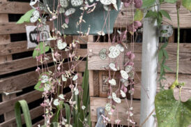 Ceropegia Woodii – Chinesische Laternenpflanze