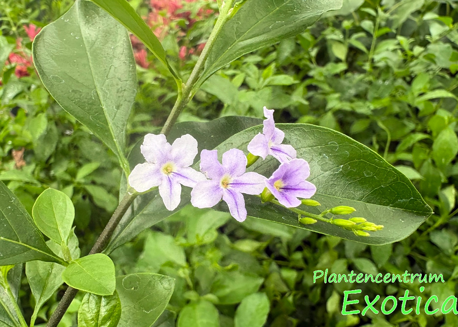 Duranta erecta 'Ligh Blue'