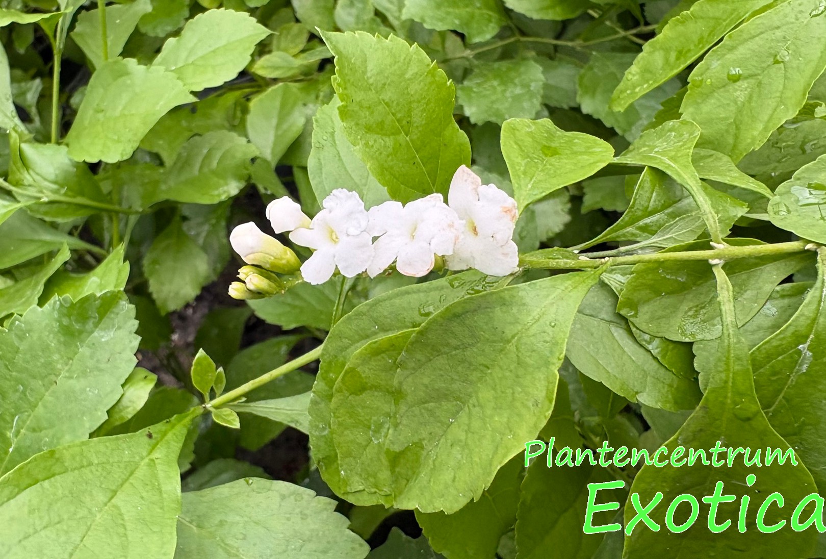 Duranta erecta 'White'