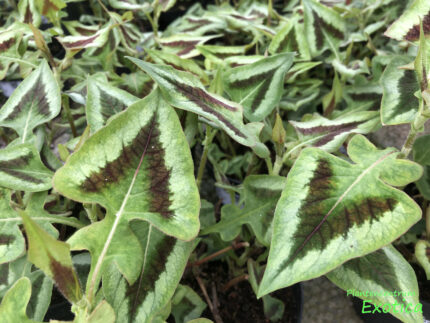 Persicaria virginiana Filiformis