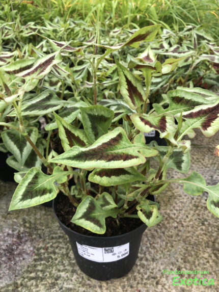 Persicaria virginiana Filiformis - Image 2