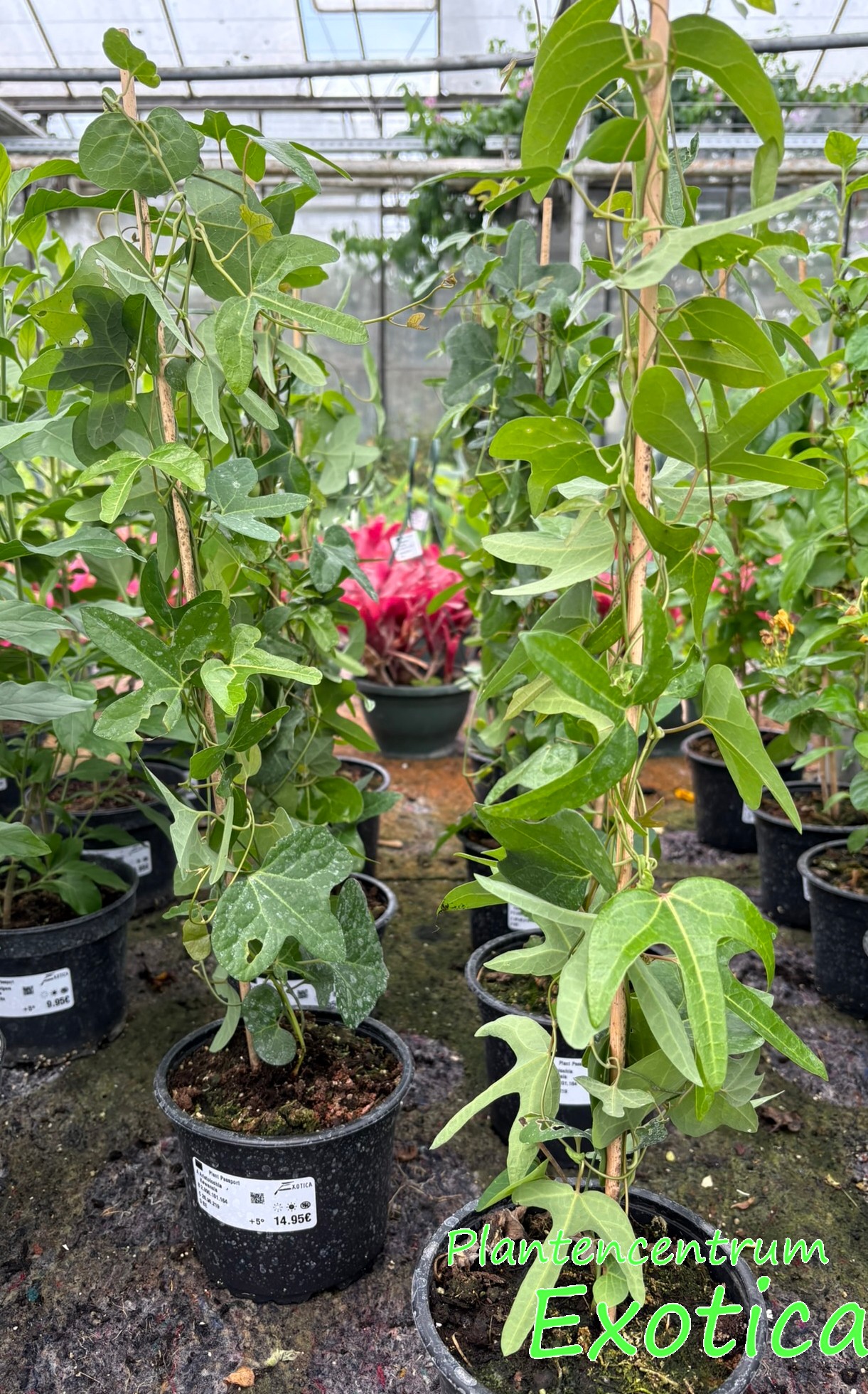 Aristolochia x Kewensis