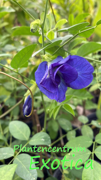 Clitoria ternatea - Blume des Kätzchens