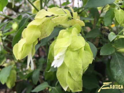 Belopérone Guttata (Arbuste de crevettes) blanc/jaune – Image 3