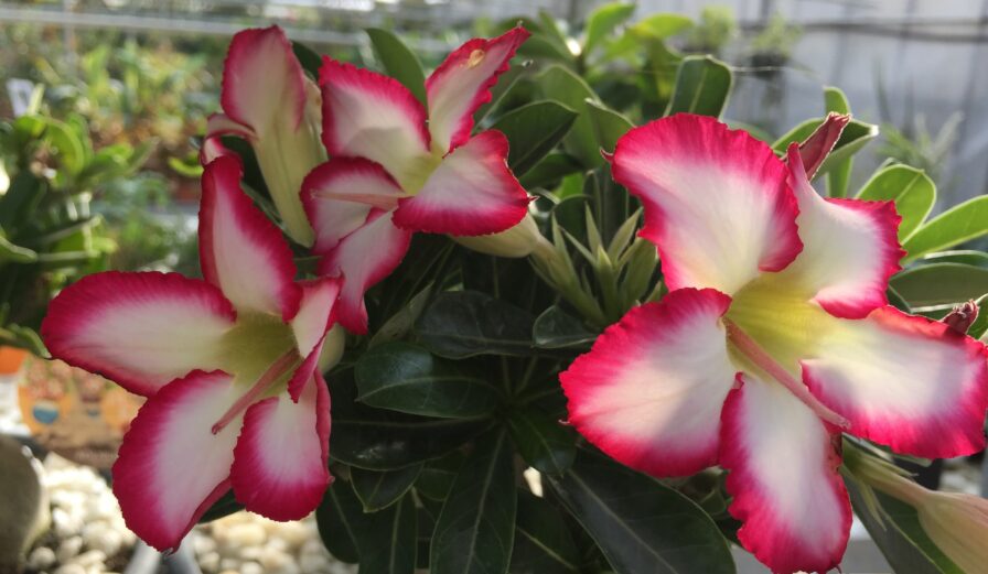 Heropening Exotica Heropening Exotica