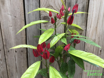 Pavonia Multiflora - Image 8
