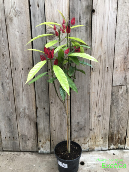Pavonia Multiflora - Image 7