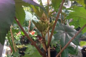 Ricinus Communis – Wonderboom