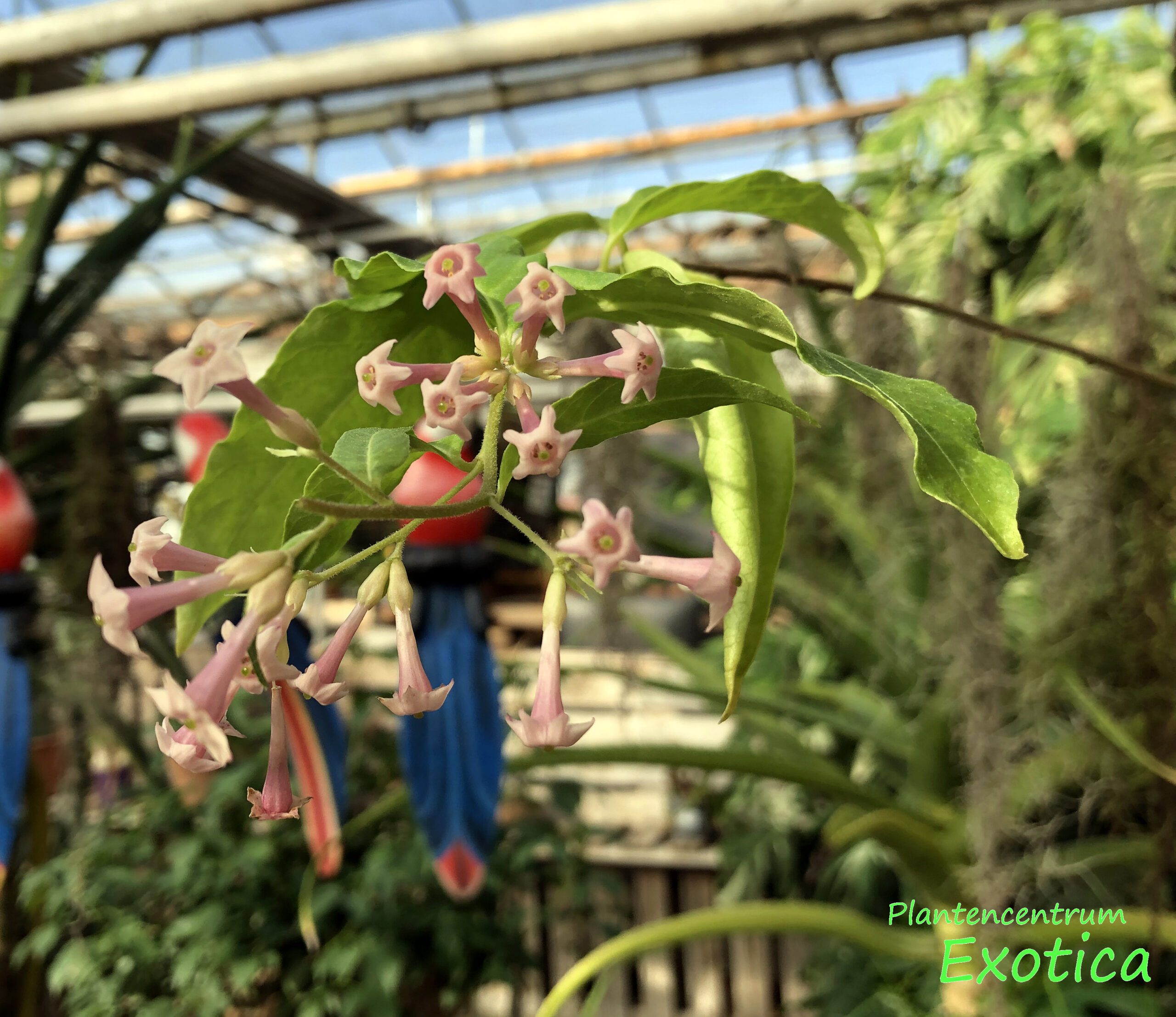 Cestrum Elegans Smithii - Afbeelding 2
