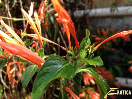 Justicia Spicigera (chèvrefeuille mexicain) – Image 3