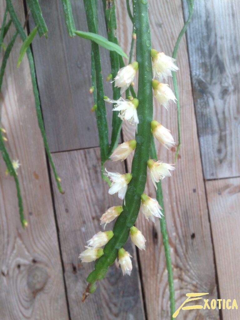 Lepismium Bolivianum | Plantencentrum Exotica