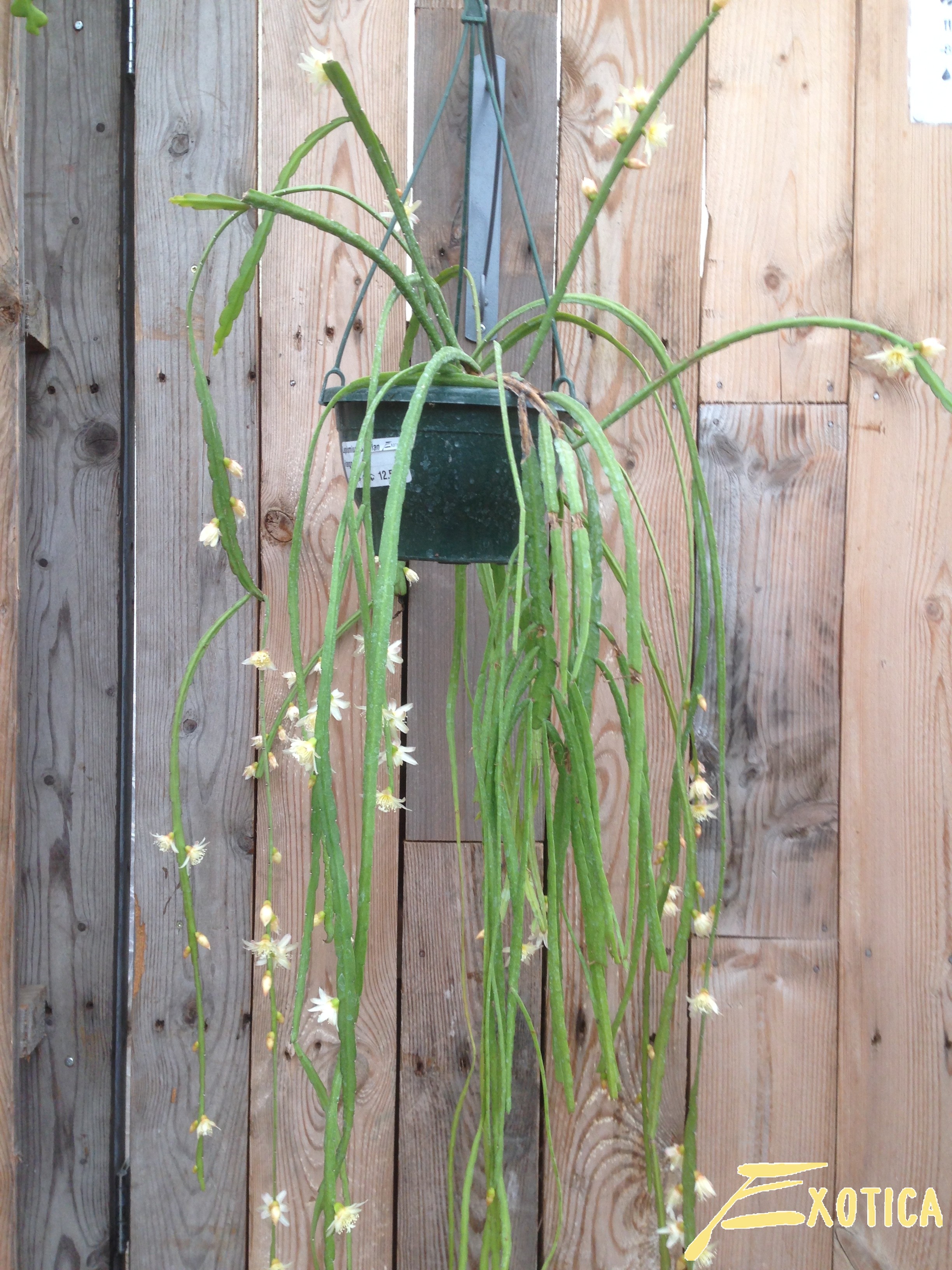 Lepismium Bolivianum | Plantencentrum Exotica