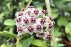 Hoya kerrii (plant) – hartjesplant