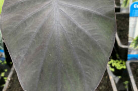Colocasia esculenta ‘Black magic’
