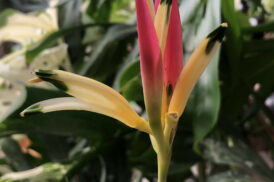 Heliconia psittacorum ‘hawaii’