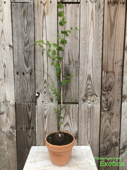 Dioscorea elephantipes – Image 6