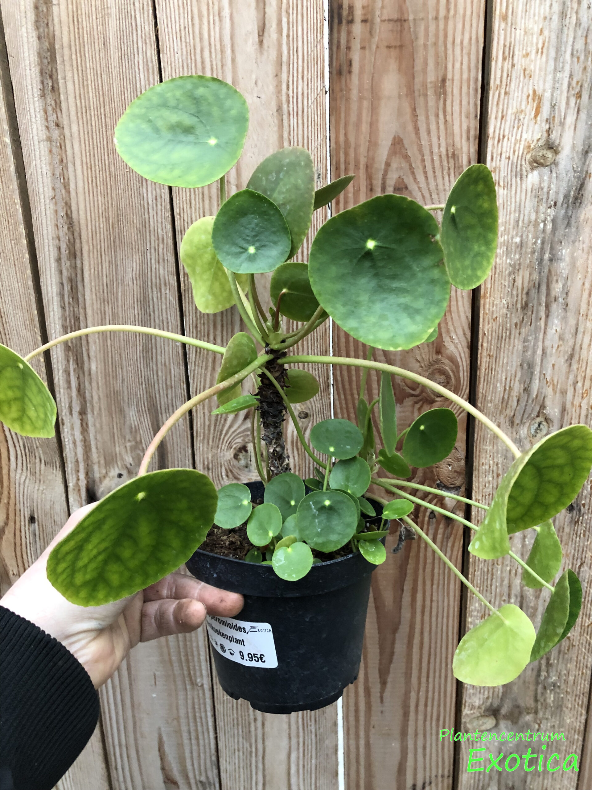 Pilea peperomioides – Pannekoekenplant