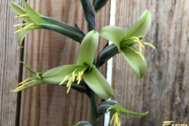 Puya Densiflora