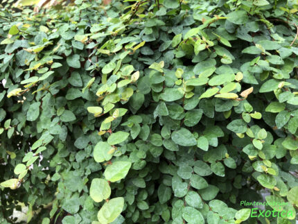 Ficus Pimula (Repens) - Kletterfeige