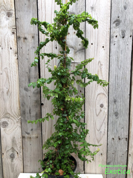 Ficus Pimula (Repens) - Kletterfeige – Bild 2