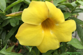 Allamanda cathartica