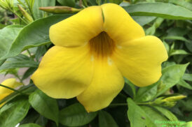 Allamanda cathartica – Wilkens bitter