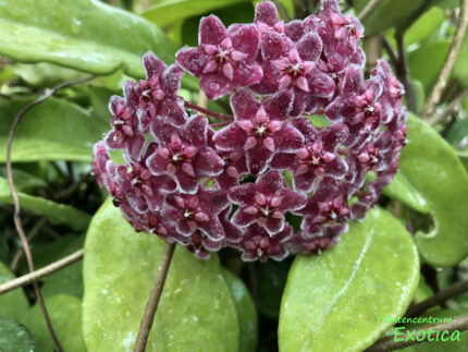 Hoya Carnosa 'Dark Red' - Wasbloem - Afbeelding 2