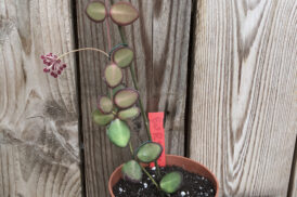 Hoya Burtoniae- Waxflower