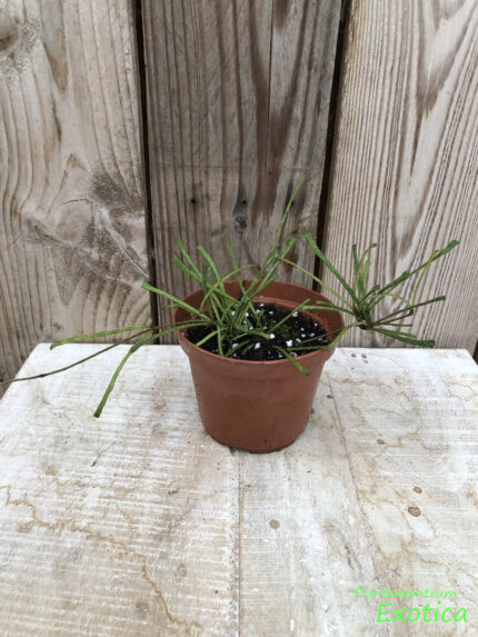 Hoya retusa – Bild 2