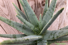 Aloe Dichotoma – Köcherbaum
