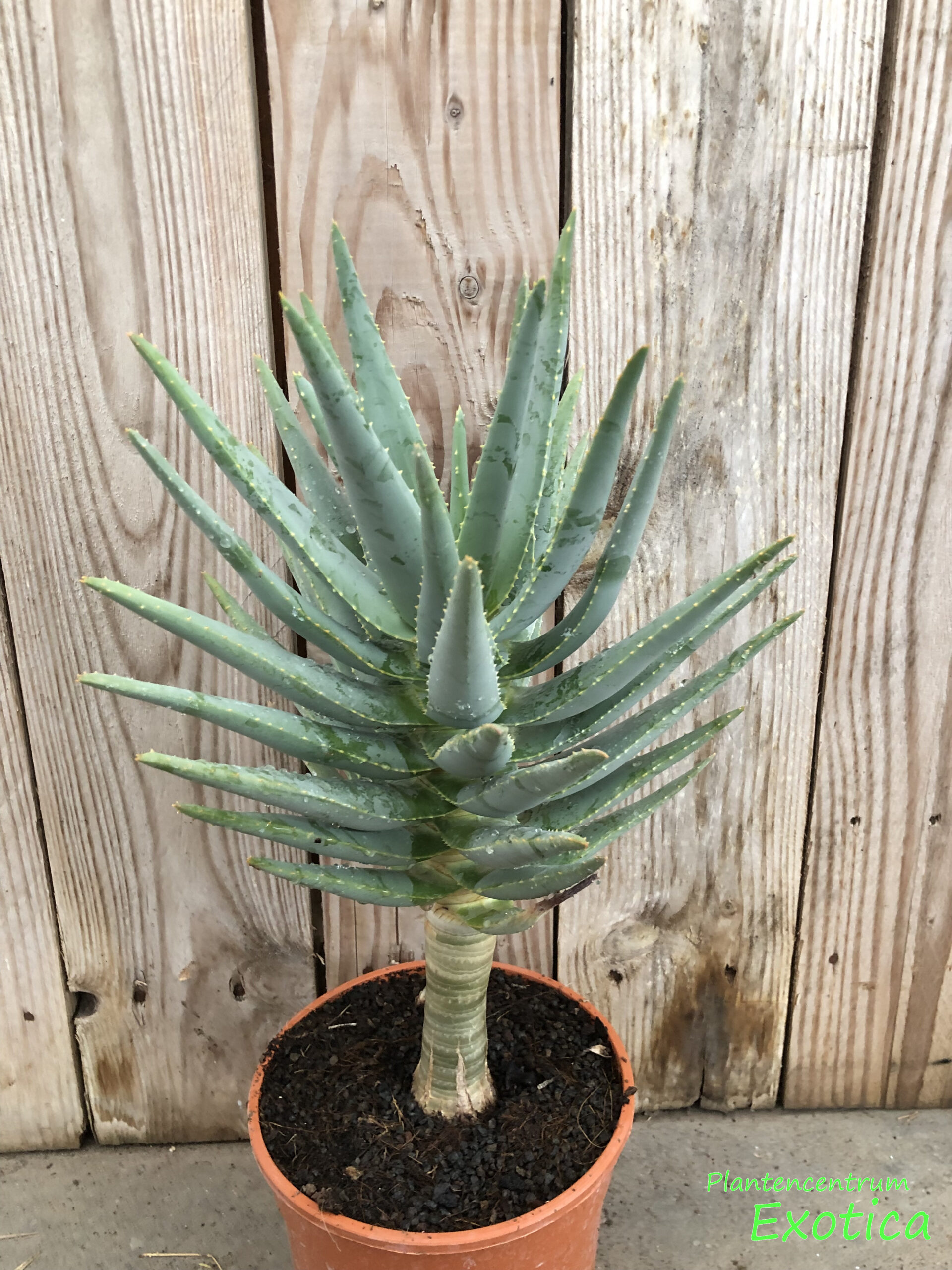 Aloe Dichotoma – Kokerboom