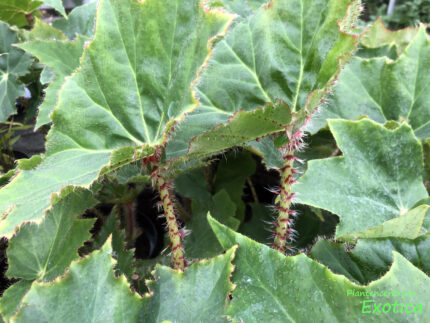 Bégonia ricinifolia – Image 2