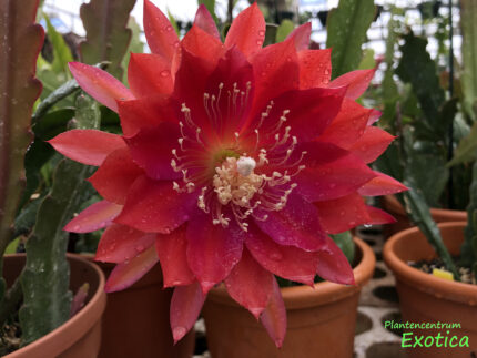 Epiphyllum 'Schedauw'