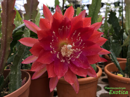 Epiphyllum 'Schedauw' – Image 2