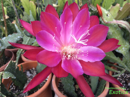 Epiphyllum Oakleigh Pathfinder – Bild 4