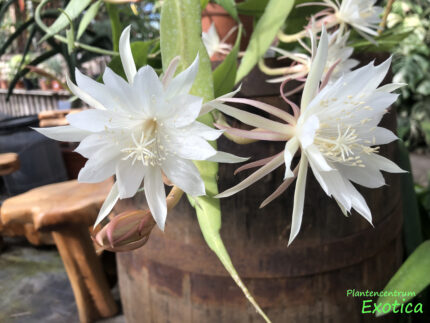 Epiphyllum pumilum – Image 4