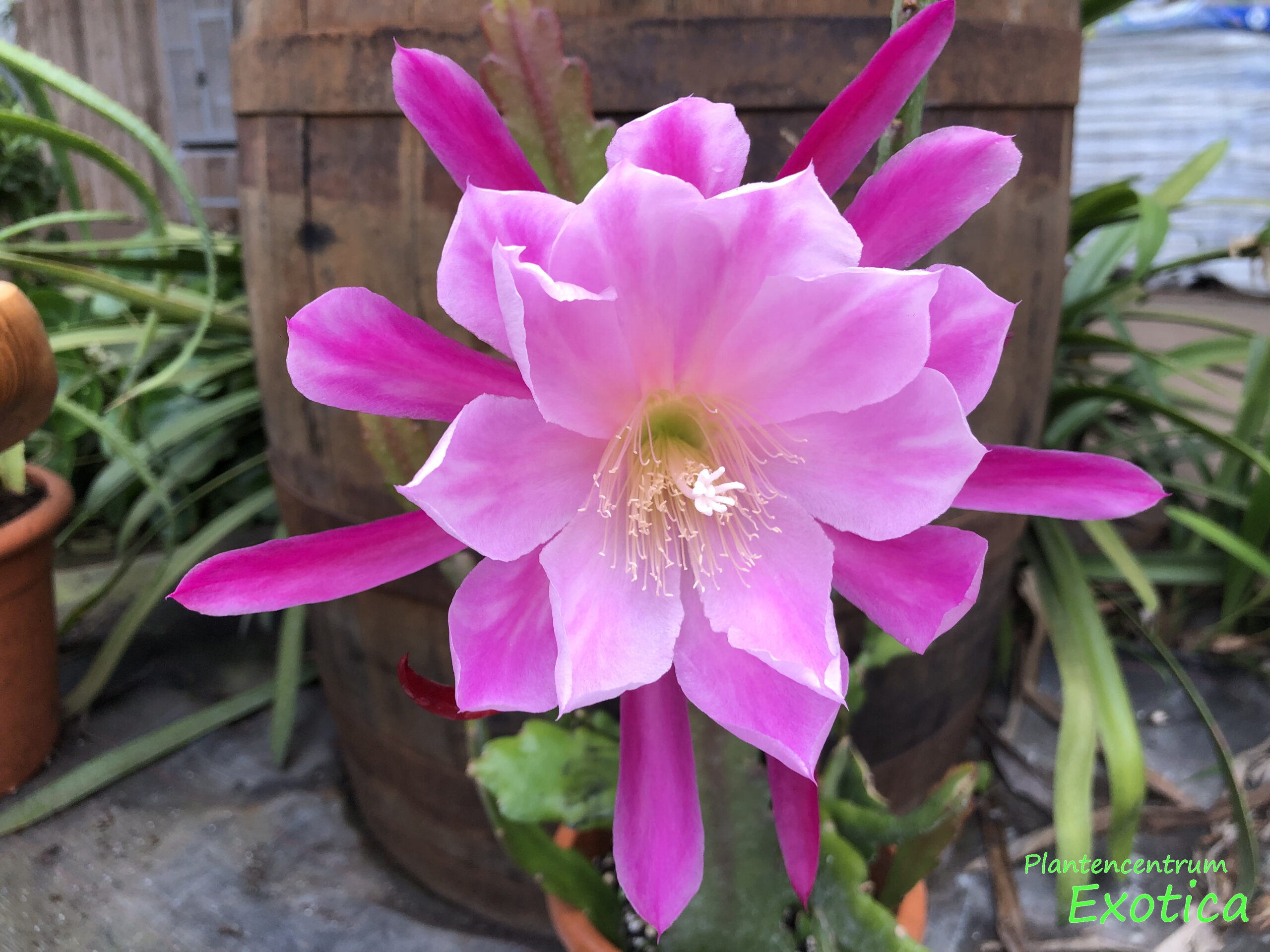 Epiphyllum 'New Day'
