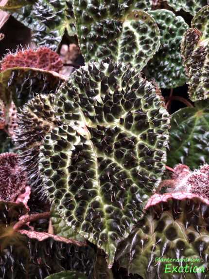 Begonia Ferox