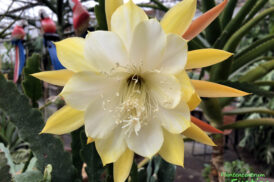 Epiphyllum ‚Kadett‘ (kopie)
