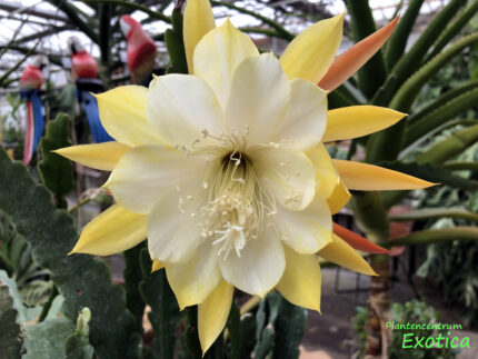 Epiphyllum 'Kadett' (kopie)
