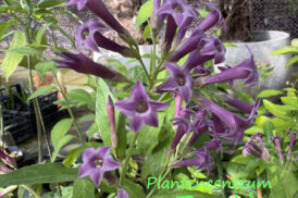 Cestrum xCultum Kretan Lila