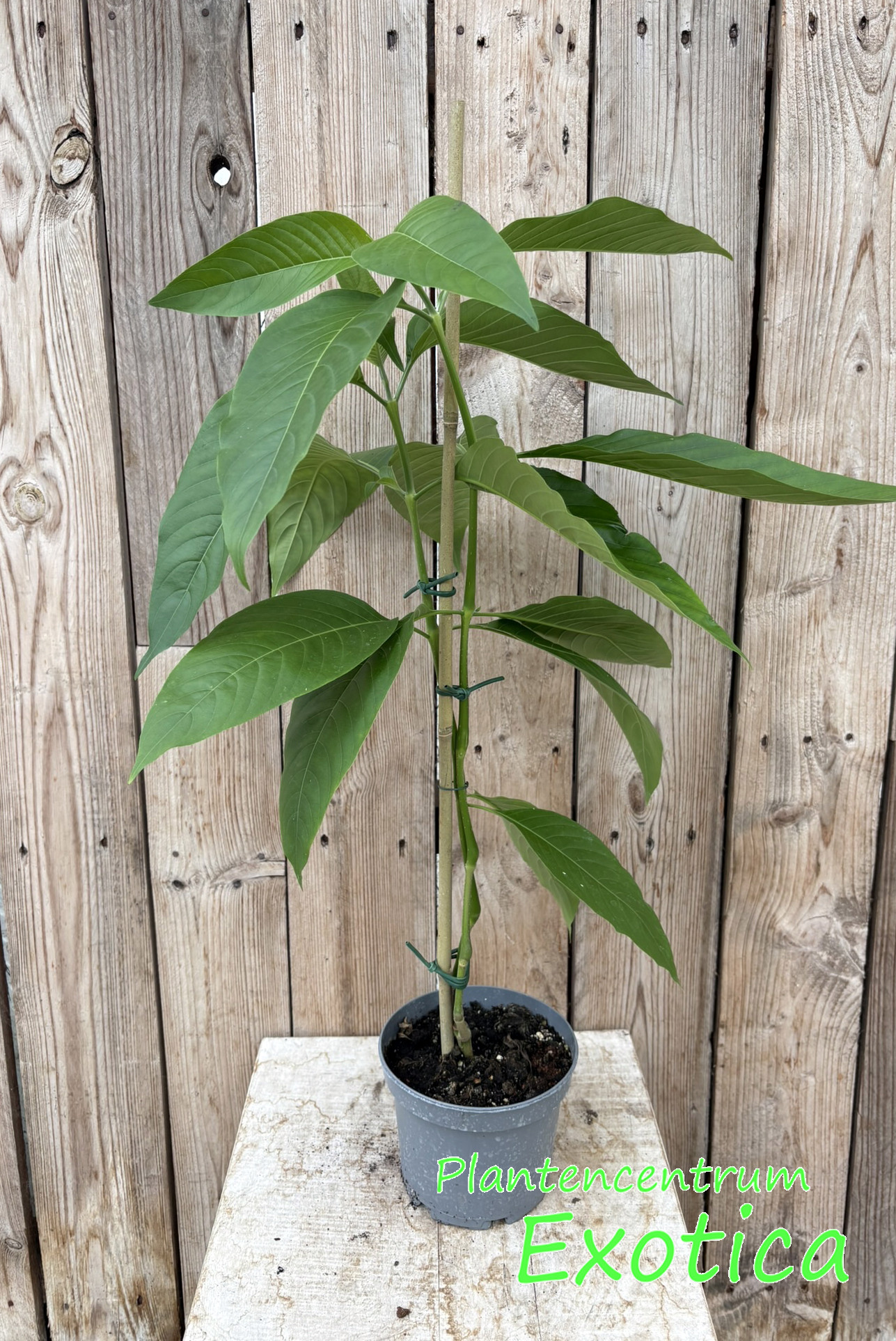 Justicia adathoa - Malabar noot
