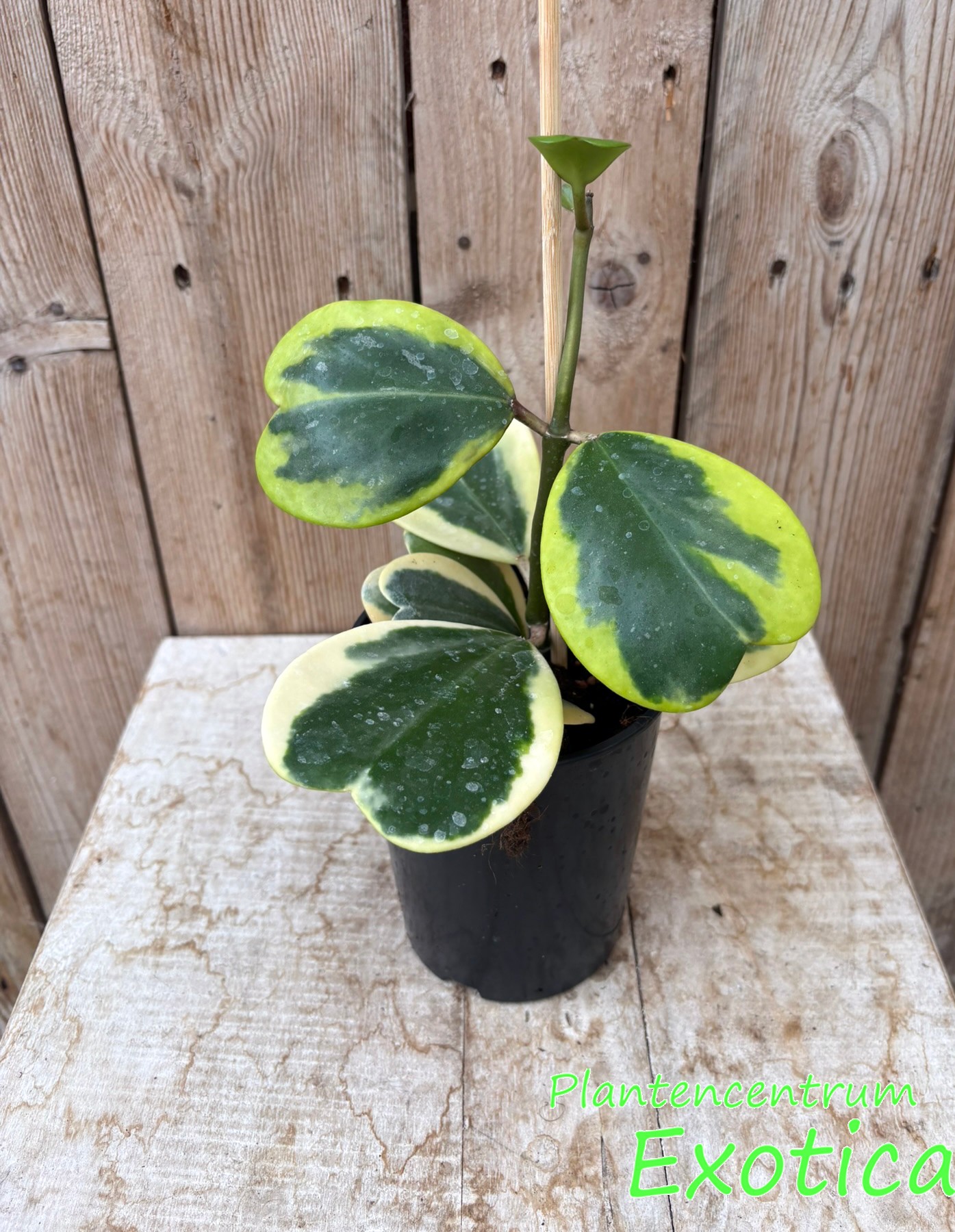Hoya kerrii Albomarginata (plante) - plante cœur – Image 2