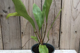 Anthurium Gracile ‚Mangrove‘
