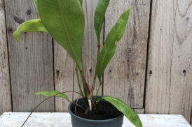 Anthurium Gracile ‚Mangrove‘