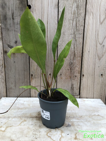 Anthurium Gracile 'Mangrove' – Bild 2